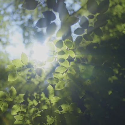 Mila Rattan Dining Chairs Set of 2, Walnut/Black Video